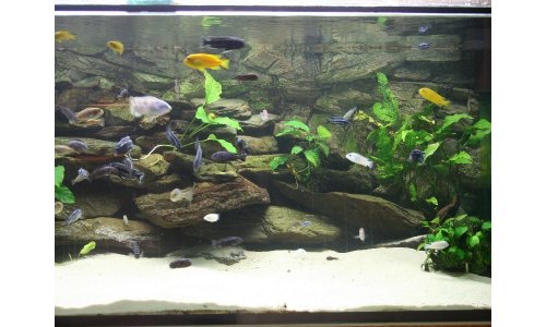 Malawi Mbuna Becken 756l